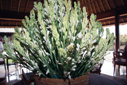 Ȑ̋x SudapMalam=Tuberose=I_XCZ